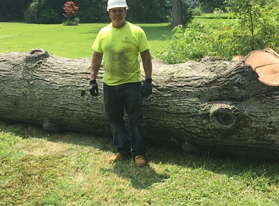 Four Brothers Tree - Bensalem, PA