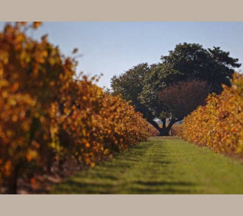 Brands Laira Coonawarra - Coonawarra, SA