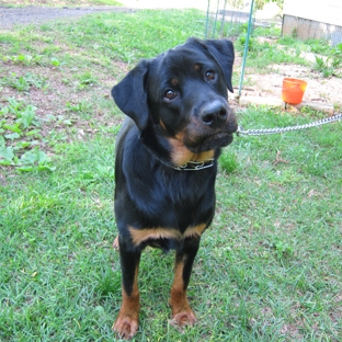 Pearson's  Pooch Training - Simpsonville, SC