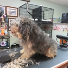 Foster Care Dog Grooming