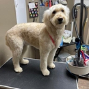 VIP Pet Care and Services - Pet Grooming