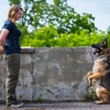 K9 Addict Dog Training gallery