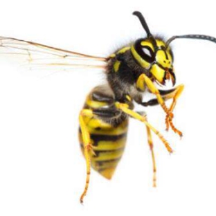 BP Homecare Pest Control - North Perth, WA. Wasps