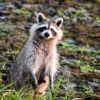 Rumble Pest Solutions gallery