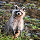 Rumble Pest Solutions - Pest Control Equipment & Supplies