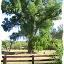 Spirit Tree Inn B & B - Hotels