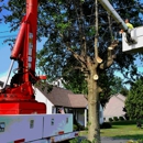 Double A tree & landscaping - Tree Service
