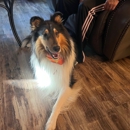Dog Training Elite of Southern CT