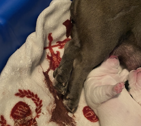 Ark Animal Hospital Of Boiling Springs - Boiling Springs, SC. Post op Uterus Trauma sever bleeding.