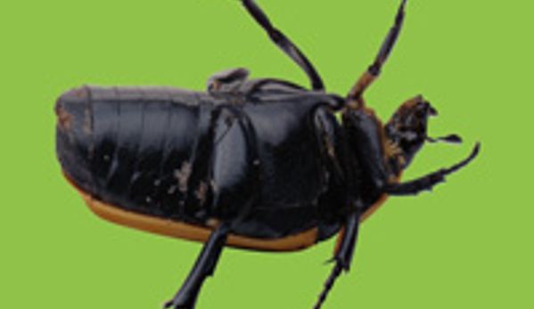 Drewery's Termite & Pest Control LLC - Oxford, MS