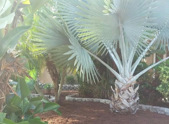 Palm Island Growers - Saint Petersburg, FL. Bismarck & Adonidia Palms