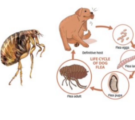 Paisley Pest Services