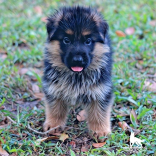 Southernwind kennels - Brooksville, FL