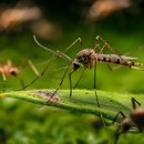 Havard Pest Control Corp - Pest Control Equipment & Supplies