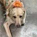 House of Flowers Dfw - Florists