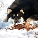 Candy Rock Kennel - Dog Training