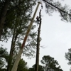 Affordable Tree Services LLC gallery