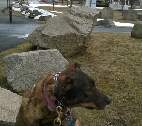 SandiePaws - Milford, MA. Practicing place