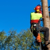Brother Tree Service gallery