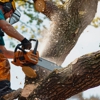 Tree Health gallery