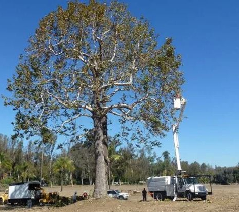 Kostos Tree Service - Lemon Grove, CA