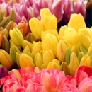 Petals, Flowers and More - Flowers, Plants & Trees-Silk, Dried, Etc.-Retail