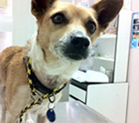 Aussie Pet & Animal Travel - Greenbank, QLD