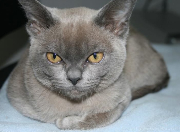 Maroondah Veterinary Clinic - Croydon, VIC
