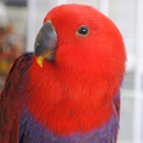 Birdville - Pet Stores
