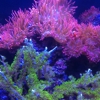 Live Water Aquariums & Ponds gallery