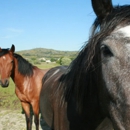 Caille Farm - Horse Stables