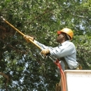 Heavens Tree Trimming  LLC - Tree Service