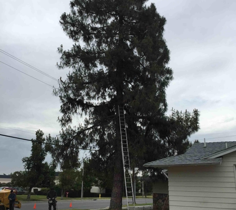 Elenes Tree Service - Rialto, CA