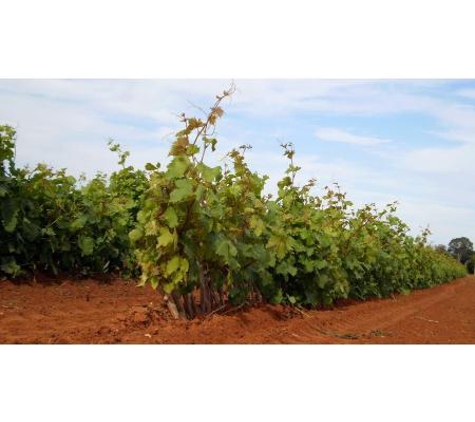Merbein Vine Nursery - Birdwoodton, VIC
