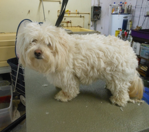 Critter Creations - Muncy, PA. Bichon before