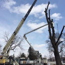Clapper Crane & Tree Service - Tree Service