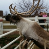 Hardy's Reindeer Ranch gallery