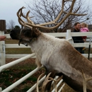 Hardy's Reindeer Ranch - Tourist Information & Attractions