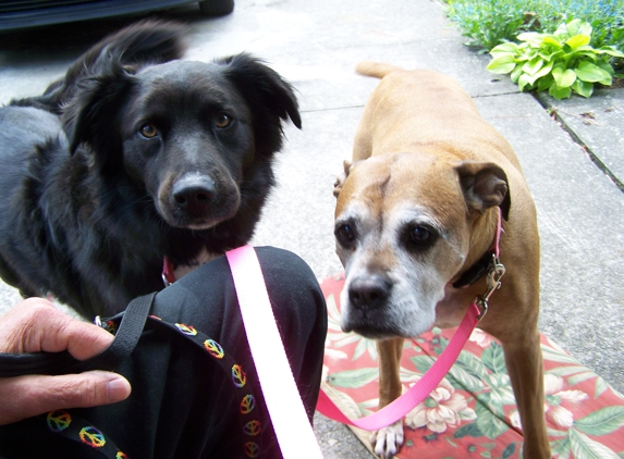 The Pet Hospital of New Bern - New Bern, NC. Tucker and Ms. Ema