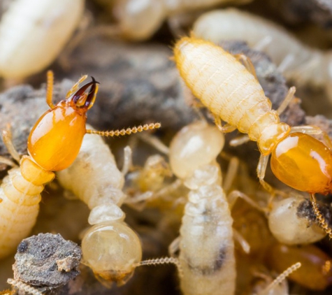 Mid-South Pest & Termite, LLC - Memphis, TN. Memphis termite removal & control.