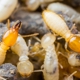 Mid-South Pest & Termite