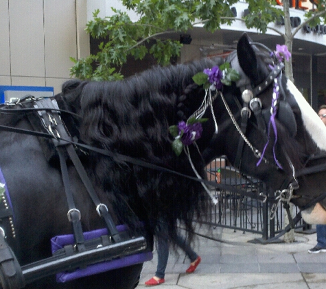 Downtown Denver Carriage Rides - Denver, CO