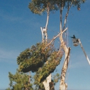 Ken Bojok Tree Service - Arborists