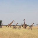 Open Africa Safaris - Tours-Operators & Promoters