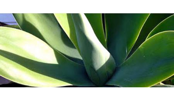Australian Direct Cremations & Funeral Services - Newcastle, NSW