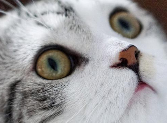 Passionate Paws Veterinary Surgery - Pialba, QLD