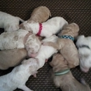 RJ Standard Poodles - Pet Breeders