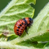Stop Buggin Pest Control gallery