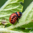 Bowdoin Exterminators - Pest Control Equipment & Supplies