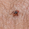 Russell Mosquito Control gallery